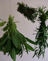 Salbei, Thymian und Ysop