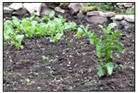 Um unser Wissen zu erweitern &uumlberpr&uumlfen wir hirstorische Quellen im praktischen Test - So gewinnen wir beispielweise Erkenntnisse durch den Anbau historischer Pflanzen in unserem Gatenprojekt.