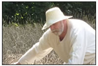 Eine typisch b&auumluerliche T&aumltigkeit: Ernten des Getreides mit der Handsichel.