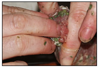 Experimentelle Arch&aumlologie: Herstellung von W&uumlrsten ohne moderne Hilfsmittel.