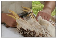 Keine Angst vor der Lebensmittelherstellung wie im Mittelalter: Ein Huhn wird selbst gerupft und ausgenommen, bevor es zubereitet werden kann.